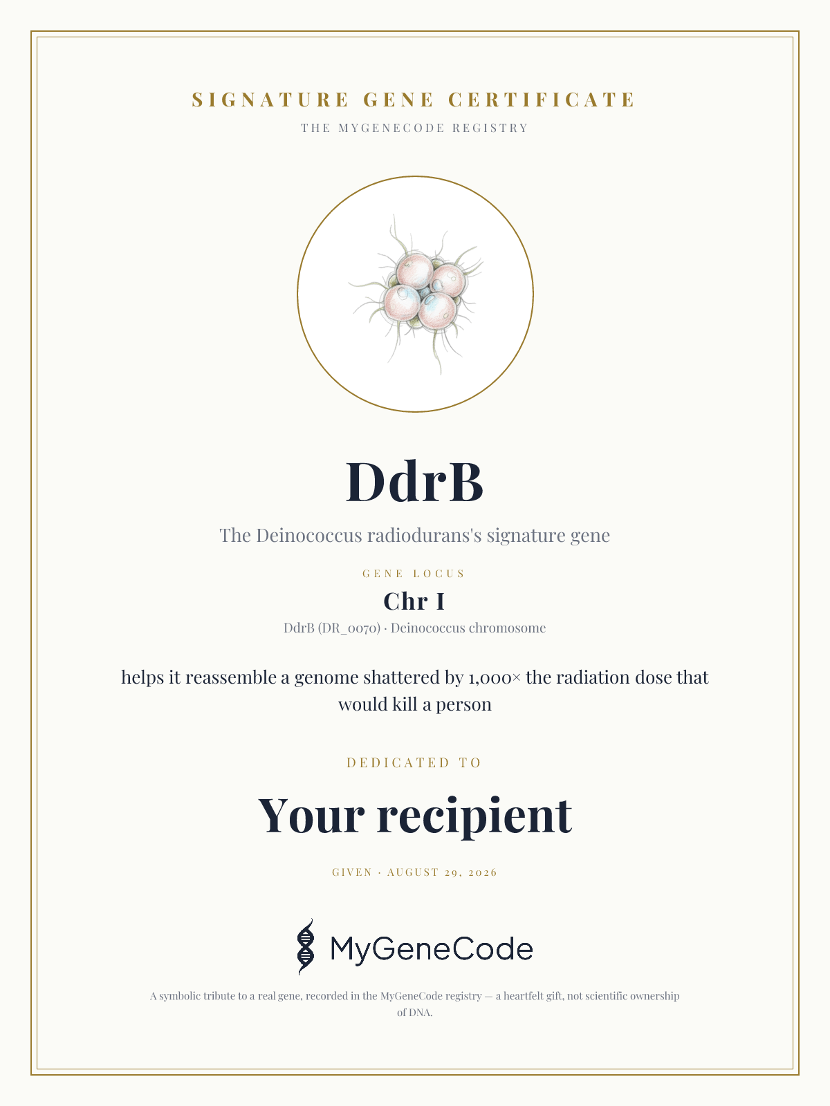 DdrB gift certificate preview