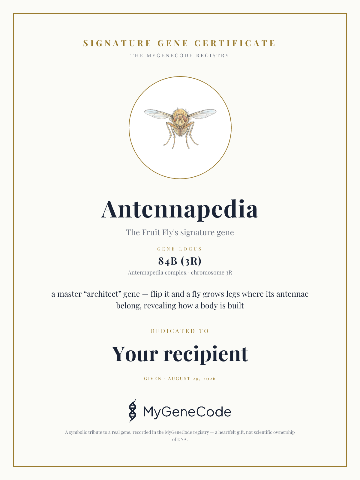 Antennapedia gift certificate preview
