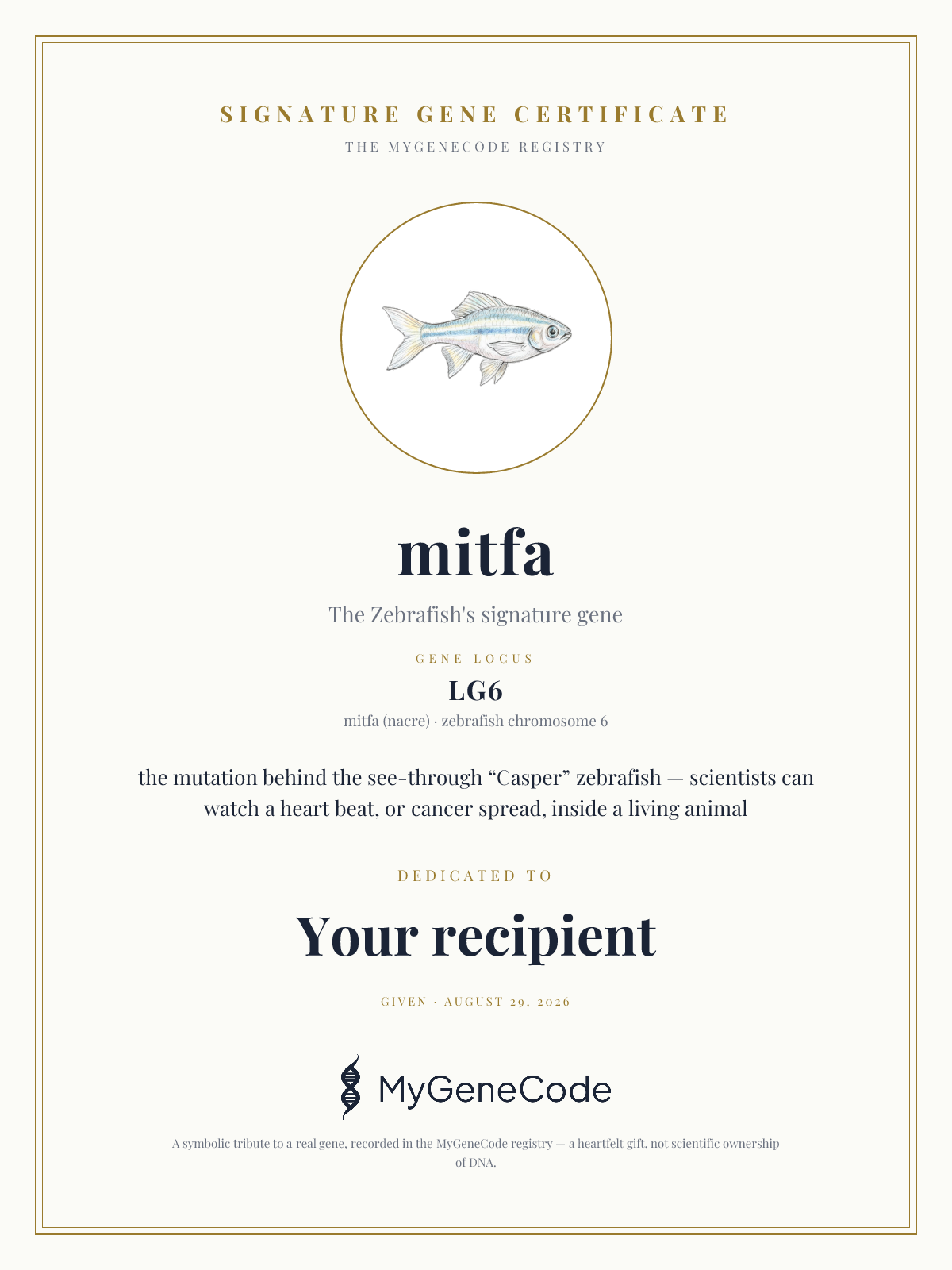 mitfa gift certificate preview